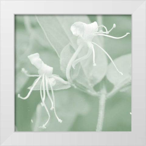 Honeysuckle Summer VIII White Modern Wood Framed Art Print by Chandler, Sharon
