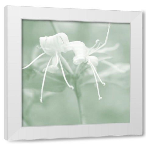 Honeysuckle Summer IX White Modern Wood Framed Art Print by Chandler, Sharon