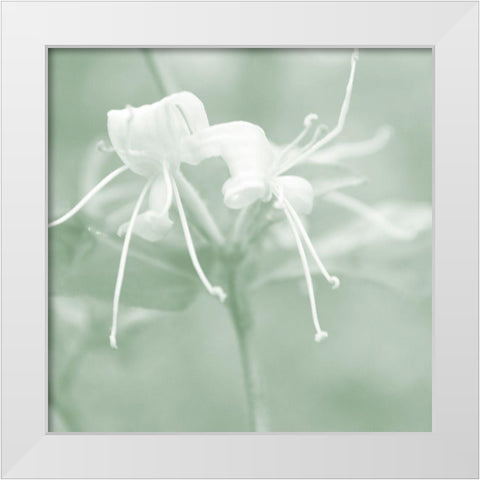 Honeysuckle Summer IX White Modern Wood Framed Art Print by Chandler, Sharon