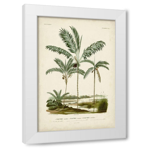 Antique Palm Collection VII White Modern Wood Framed Art Print by DOrbigny, M. Charles