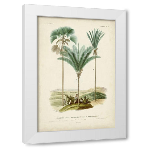 Antique Palm Collection IX White Modern Wood Framed Art Print by DOrbigny, M. Charles