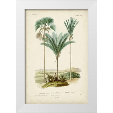 Antique Palm Collection IX White Modern Wood Framed Art Print by DOrbigny, M. Charles