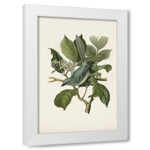 Antique Bird Trio II White Modern Wood Framed Art Print by Unknown