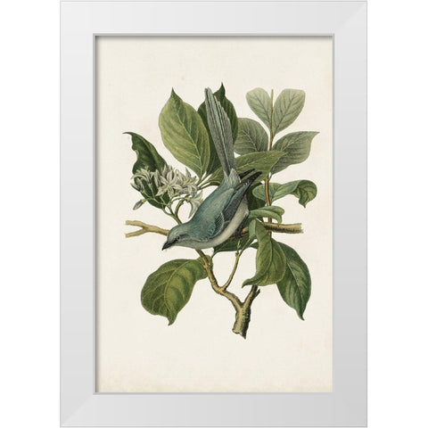 Antique Bird Trio II White Modern Wood Framed Art Print by Unknown