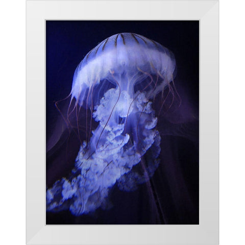 Peri Gelatinous I White Modern Wood Framed Art Print by Hunziker, Steve