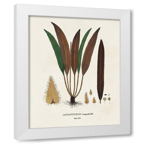 Botanical Society Ferns I White Modern Wood Framed Art Print by Vision Studio