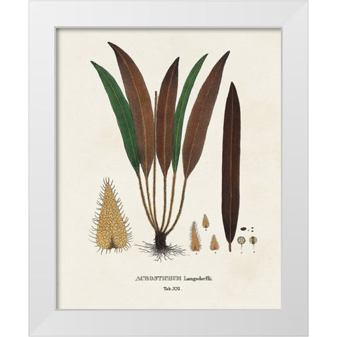 Botanical Society Ferns I White Modern Wood Framed Art Print by Vision Studio