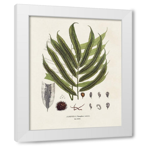 Botanical Society Ferns II White Modern Wood Framed Art Print by Vision Studio