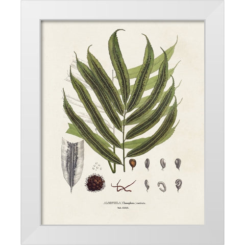 Botanical Society Ferns II White Modern Wood Framed Art Print by Vision Studio