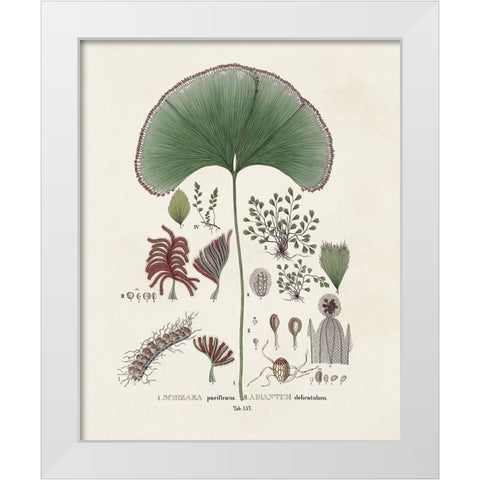 Botanical Society Ferns III White Modern Wood Framed Art Print by Vision Studio