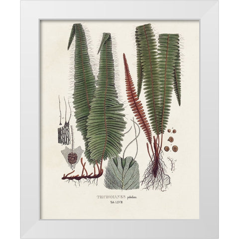 Botanical Society Ferns IV White Modern Wood Framed Art Print by Vision Studio