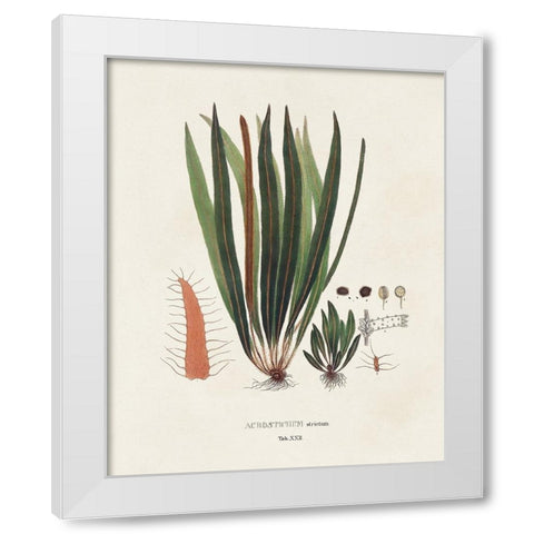 Botanical Society Ferns V White Modern Wood Framed Art Print by Vision Studio