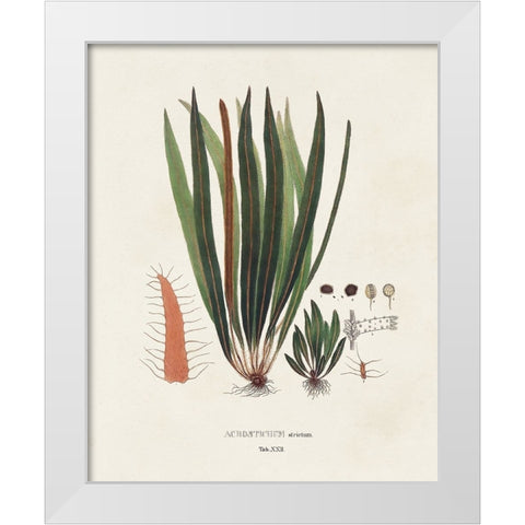 Botanical Society Ferns V White Modern Wood Framed Art Print by Vision Studio