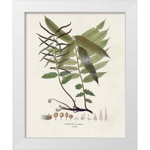 Botanical Society Ferns VI White Modern Wood Framed Art Print by Vision Studio