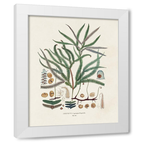 Botanical Society Ferns VII White Modern Wood Framed Art Print by Vision Studio