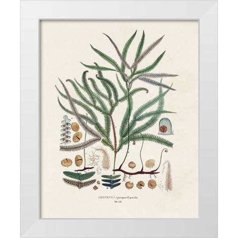 Botanical Society Ferns VII White Modern Wood Framed Art Print by Vision Studio