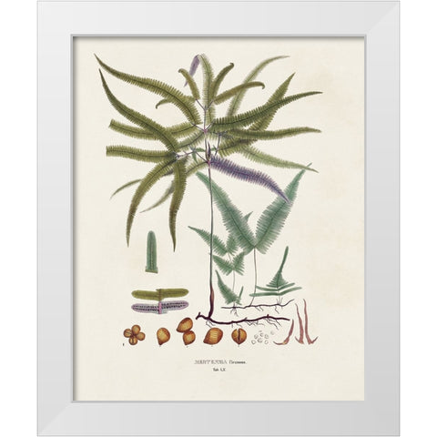 Botanical Society Ferns VIII White Modern Wood Framed Art Print by Vision Studio