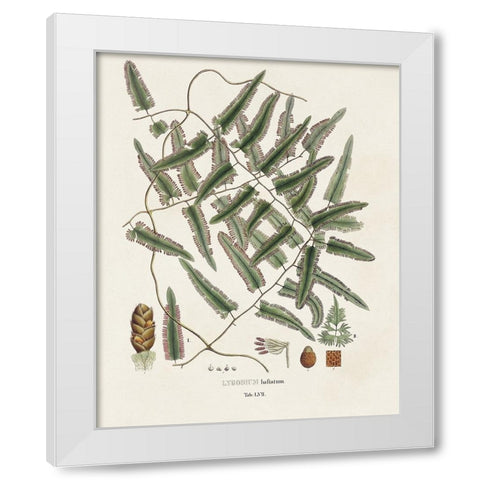 Botanical Society Ferns X White Modern Wood Framed Art Print by Vision Studio