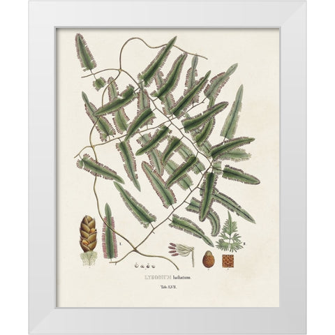 Botanical Society Ferns X White Modern Wood Framed Art Print by Vision Studio