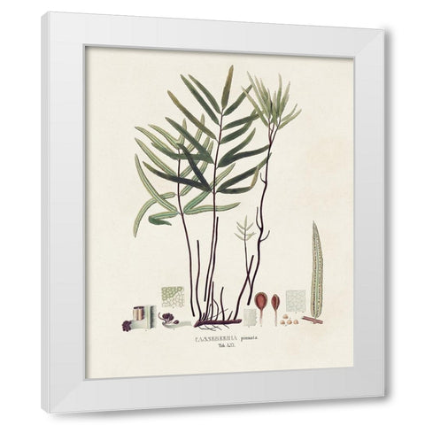 Botanical Society Ferns XI White Modern Wood Framed Art Print by Vision Studio