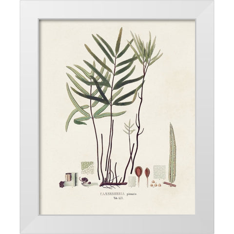 Botanical Society Ferns XI White Modern Wood Framed Art Print by Vision Studio