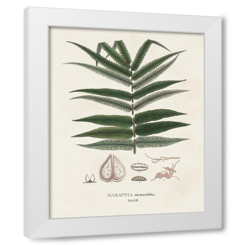 Botanical Society Ferns XII White Modern Wood Framed Art Print by Vision Studio