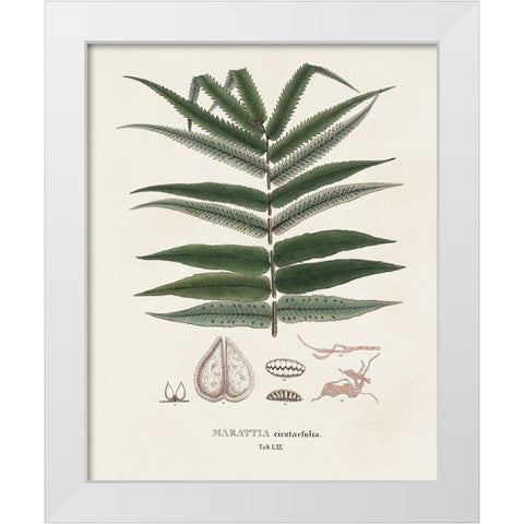 Botanical Society Ferns XII White Modern Wood Framed Art Print by Vision Studio