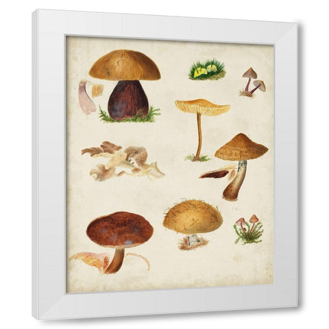 Mushroom Species II White Modern Wood Framed Art Print by Vision Studio