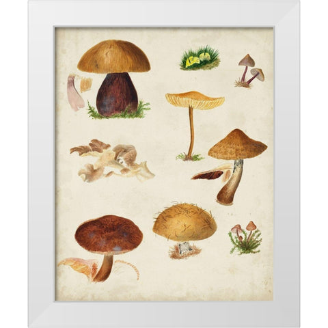 Mushroom Species II White Modern Wood Framed Art Print by Vision Studio