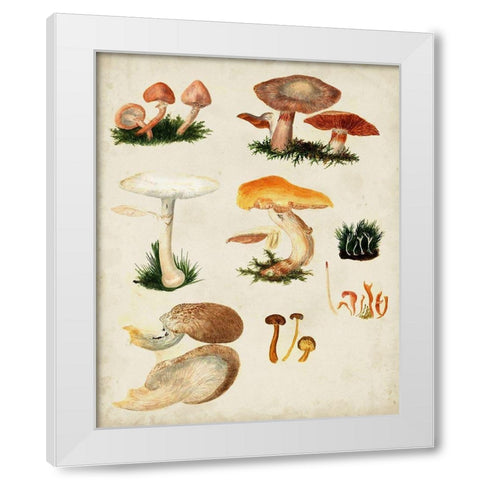 Mushroom Species IV White Modern Wood Framed Art Print by Vision Studio