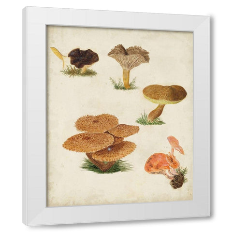 Mushroom Species V White Modern Wood Framed Art Print by Vision Studio