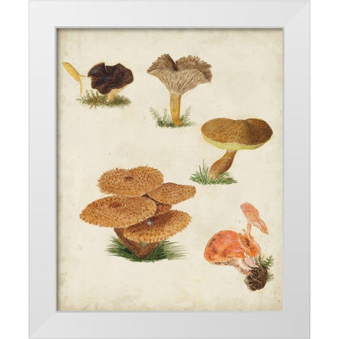 Mushroom Species V White Modern Wood Framed Art Print by Vision Studio