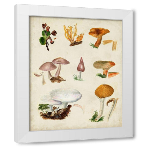 Mushroom Species VI White Modern Wood Framed Art Print by Vision Studio