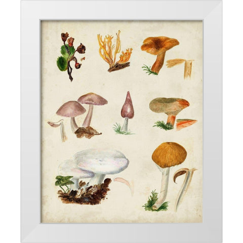 Mushroom Species VI White Modern Wood Framed Art Print by Vision Studio