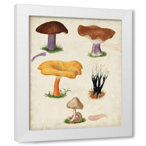 Mushroom Species VII White Modern Wood Framed Art Print by Vision Studio