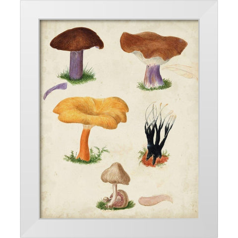 Mushroom Species VII White Modern Wood Framed Art Print by Vision Studio