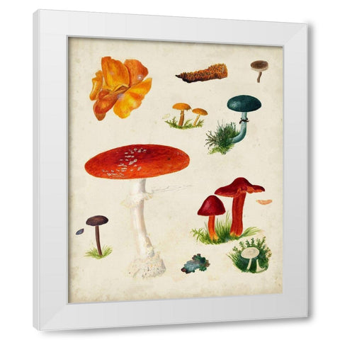 Mushroom Species VIII White Modern Wood Framed Art Print by Vision Studio