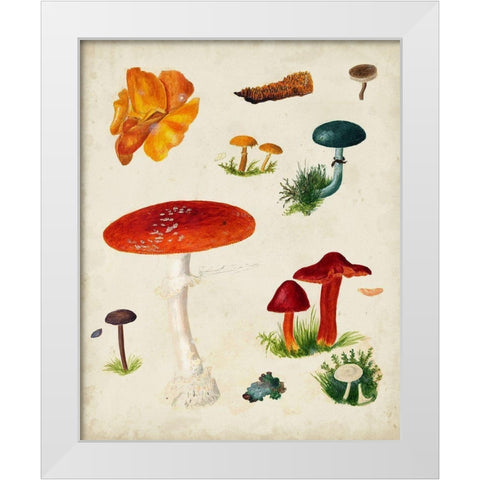 Mushroom Species VIII White Modern Wood Framed Art Print by Vision Studio