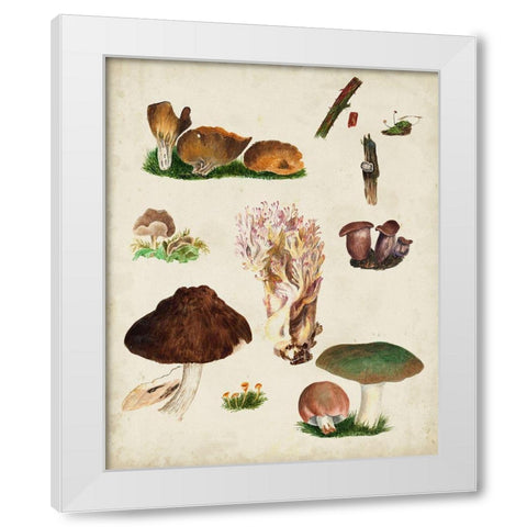 Mushroom Species IX White Modern Wood Framed Art Print by Vision Studio