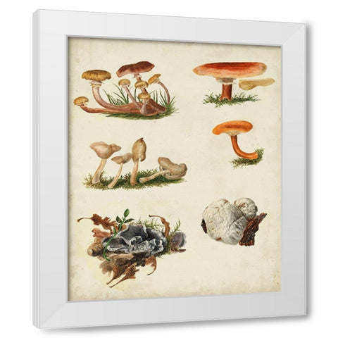 Mushroom Species X White Modern Wood Framed Art Print by Vision Studio