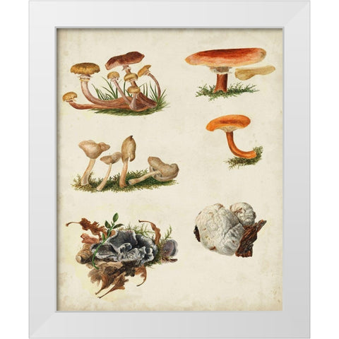 Mushroom Species X White Modern Wood Framed Art Print by Vision Studio