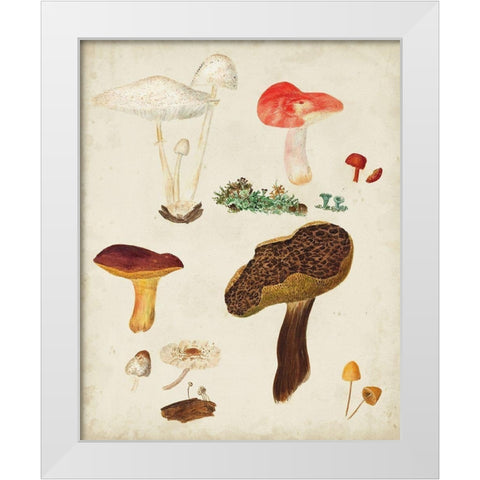 Mushroom Species XI White Modern Wood Framed Art Print by Vision Studio