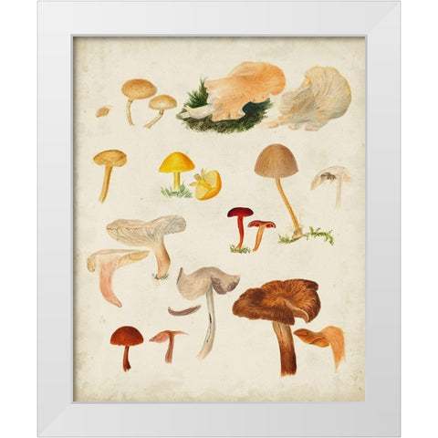 Mushroom Species XII White Modern Wood Framed Art Print by Vision Studio