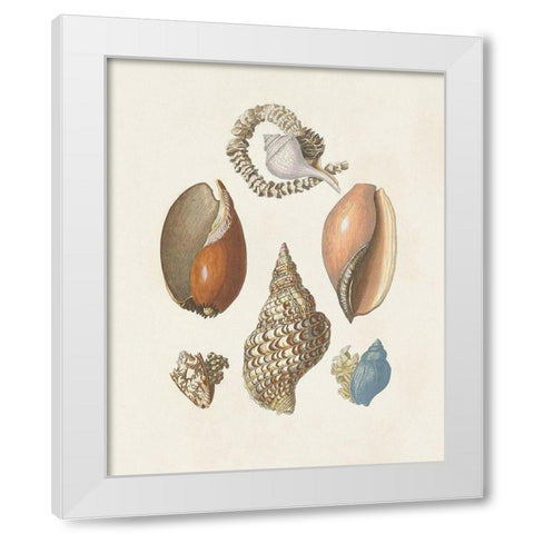 Knorr Shells And Coral I White Modern Wood Framed Art Print by Knorr