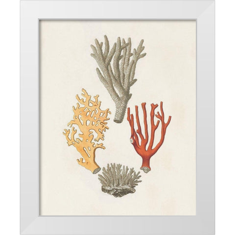 Knorr Shells And Coral IV White Modern Wood Framed Art Print by Knorr