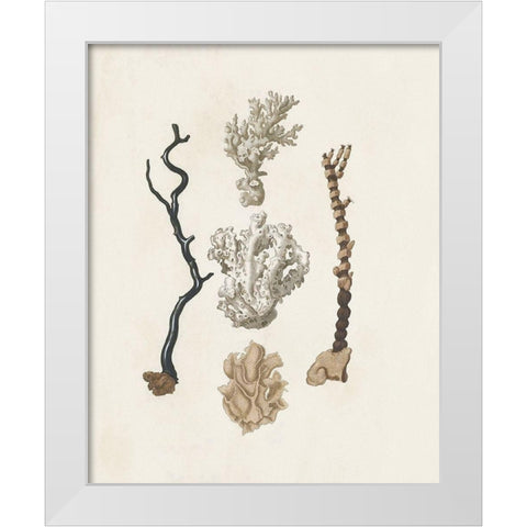Knorr Shells And Coral V White Modern Wood Framed Art Print by Knorr