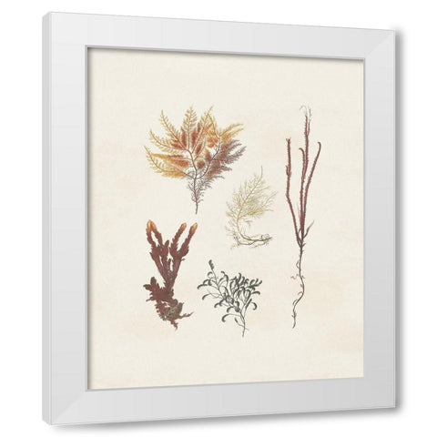 Knorr Shells And Coral VII White Modern Wood Framed Art Print by Knorr