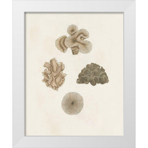 Knorr Shells And Coral VIII White Modern Wood Framed Art Print by Knorr