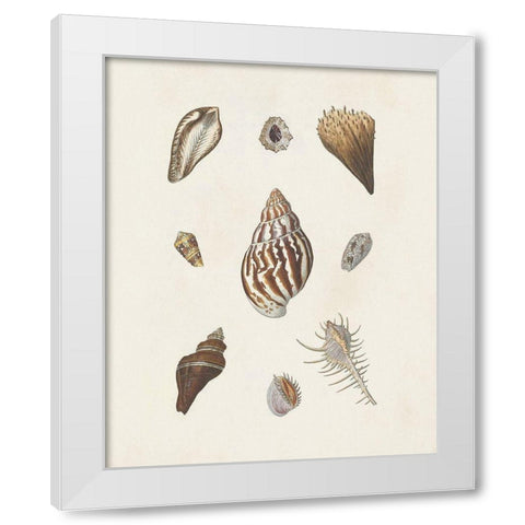 Knorr Shells And Coral IX White Modern Wood Framed Art Print by Knorr