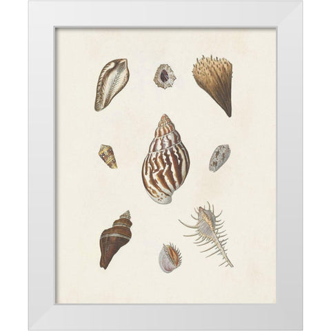 Knorr Shells And Coral IX White Modern Wood Framed Art Print by Knorr